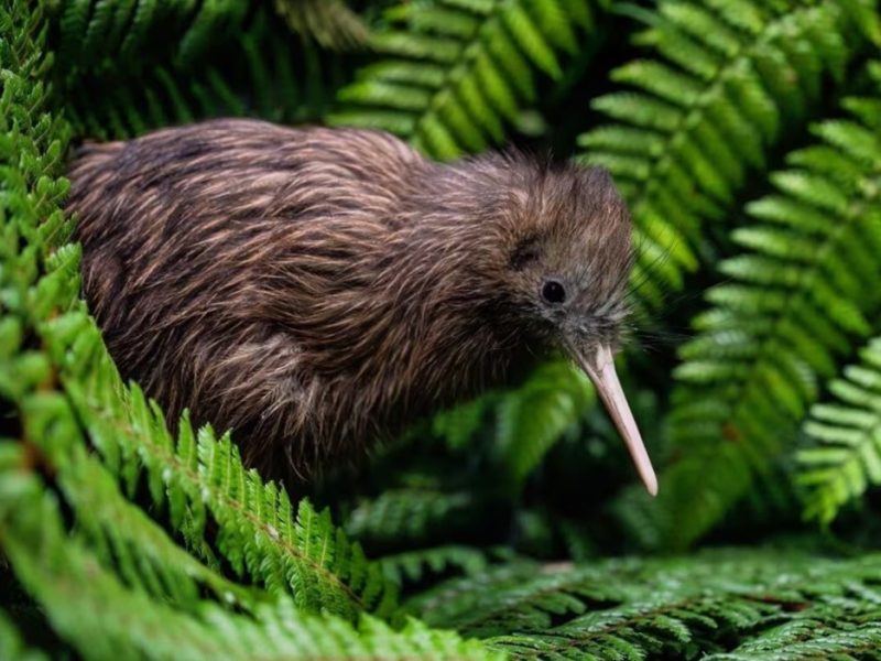 New kiwi chick at Te Puia